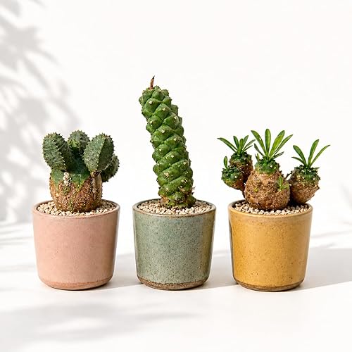 Mixed Euphorbia Set of 3 | Euphorbia Gabizan/obesa/ritchiei, Rare Succulent