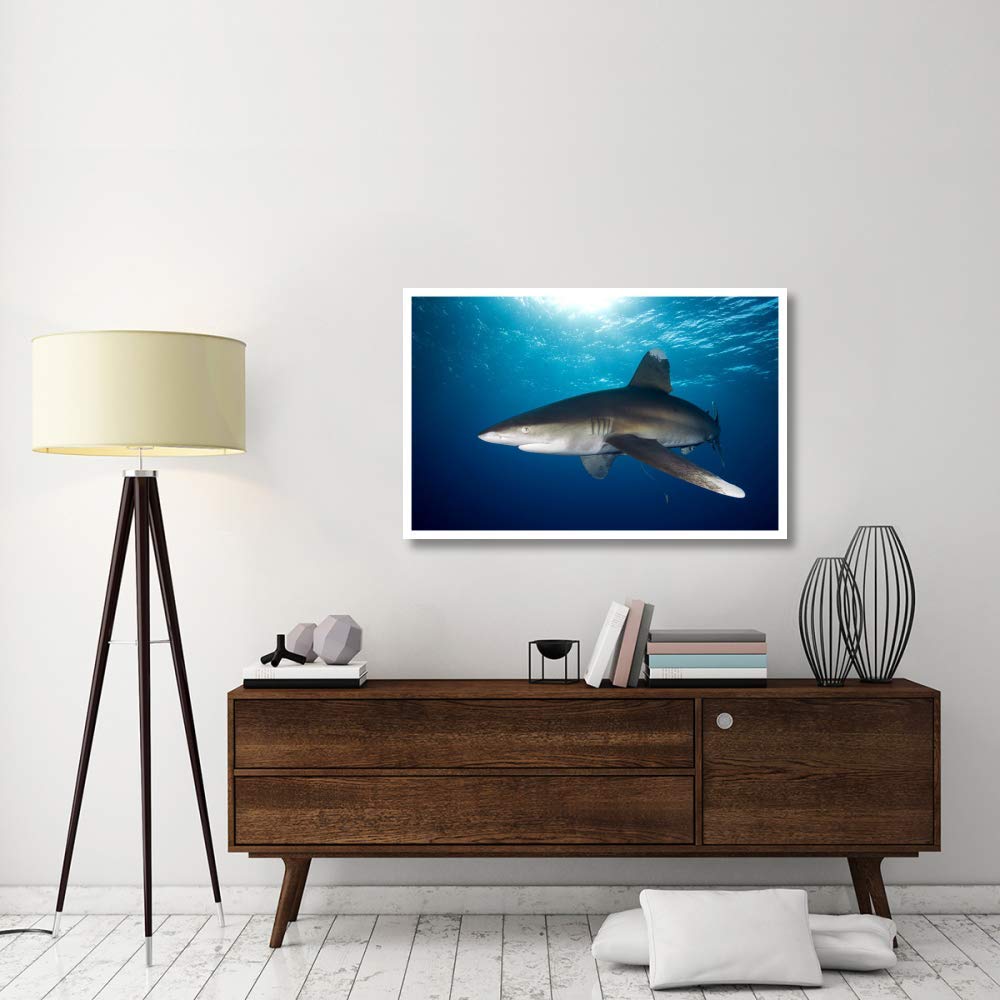 Amazon.co.jp: Global Gallery Oceanic ホワイトチップ シャーク 表面