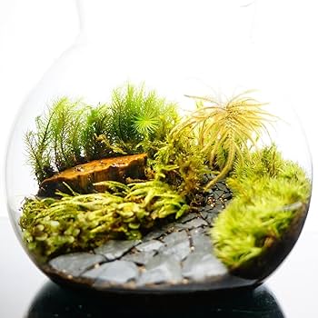 No.296 苔アート　苔テラリウム　完成品 No.296 苔アート 苔テラリウム 完成品