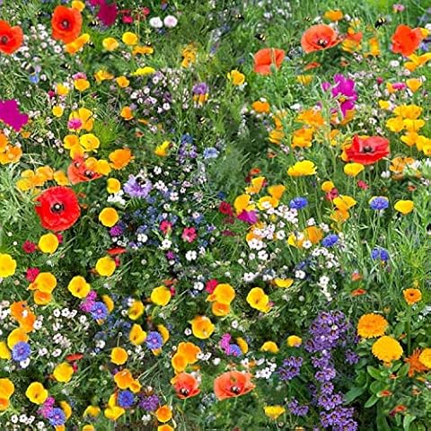 100 % Native Wildflower Seeds More Than 21 Pure Seeds Scented NO Grass Bee Butterfly Mix Meadow Garden UK Seed (25 Square Meter) Cover
