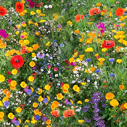 Wildflower Seeds More Than 21 Pure Seeds Scented NO Grass Bee Butterfly Mix Meadow Garden UK Seed (100 Gram)
