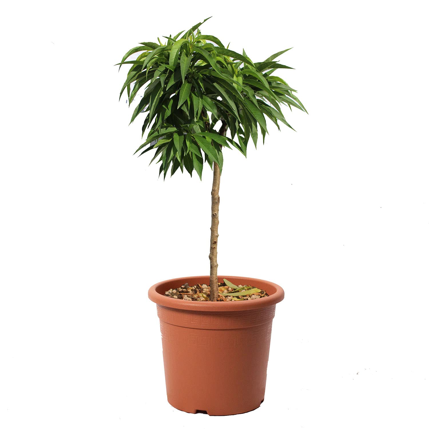 KENTIS - Pêcher Nain - Prunus Persica - Vraies Plantes d'Extérieur - Arbre Fruitier de Jardin d'Ornement - Pot de Culture Ø 24 cm