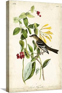 ART.COM Stretched Canvas Print Audubon Bird & Botanical II by John James Audubon, 12" x 18"