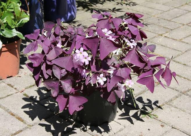 Baisakhi Nursery Oxalis triangularis Plant tree hybrid original Varaity tree pack of 1 with grow bag (B0CY5H56RY) Amazon Price History, Amazon Price Tracker