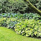Hosta Plantas decorativas Bulbos de flores Plantas de exterior Plantas jardin vivas 7x Rizomas Hosta 7x Mix