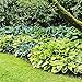 Produktbild Mix 7x Stk Rhizome Hosta Funkien pflanze Freilandpflanzen Gartenpflanzen winterhart