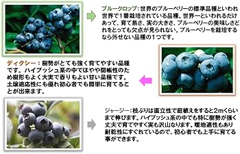 現品！ブルーベリーの木実付き、品種不明 現品！ブルーベリーの木実付き、品種不明 苗木・植木