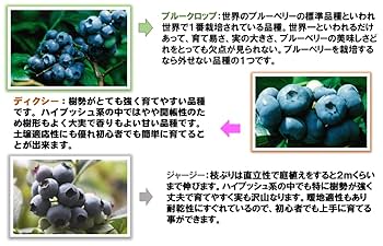 Amazon.co.jp: [初心者]プロにお任せブルーベリー苗木栽培6点