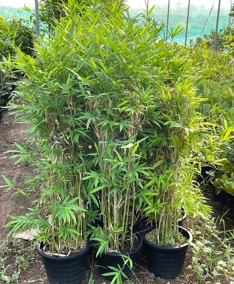 Budding Beauty Nursery,Chinese bamboo live Plants(Pack of 1) : Amazon.in:  Garden & Outdoors