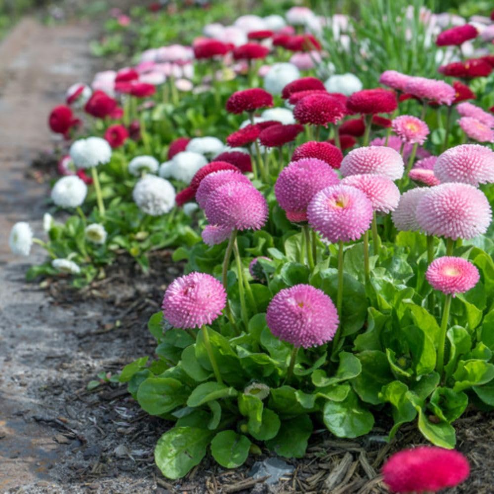 Bellis Bicolor Mix Pomponette Hardy Perennial Daisy Flower Plants 24 x Garden Ready Plants Inc: Ideal for Beds, Borders & Containers Thompson & Morgan