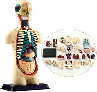 Human Torso Model - Medical Anatomical Torso Model - Half Body Torso Model with Internal Organs - for Study Display Teaching Medical Model
