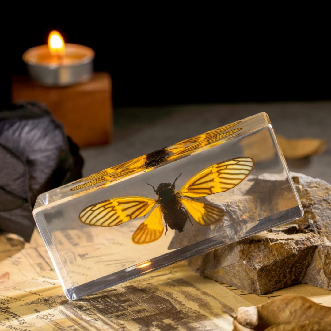 Real Cicada Specimen - Tiger-Striped Cicada Encased in Clear Resin Block,Perfect for Science Education, Oddities Collectors, and Biology Enthusiasts(Cicada Specimen)