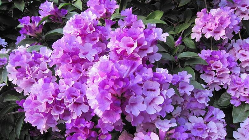 BONOBITHI Garlic Vine Ornamental Live Plant Outdoor Garden Balcony Plant Creeper and Climber Flower Plant Air Layering Plant Pack of 1 (Small Size Plant) (B0BT7PXGLR) Amazon Price History, Amazon Price Tracker