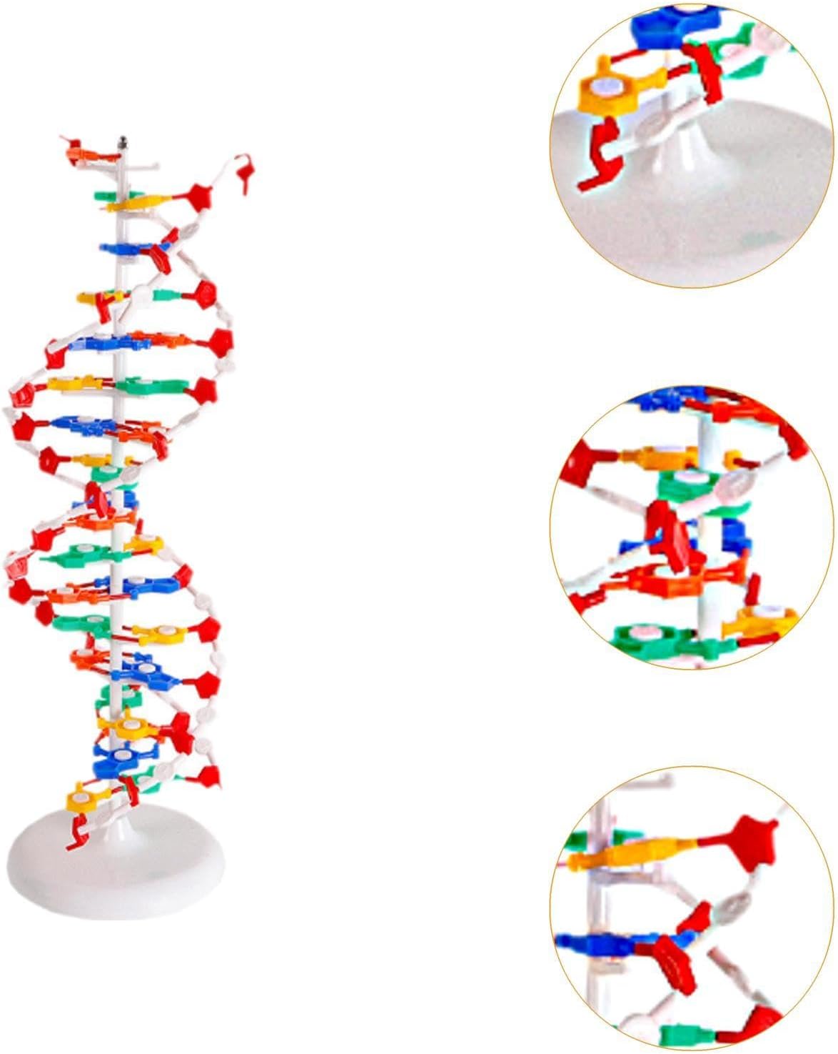Double Helix Model Biological Teaching Kit for Gene Structure Learning