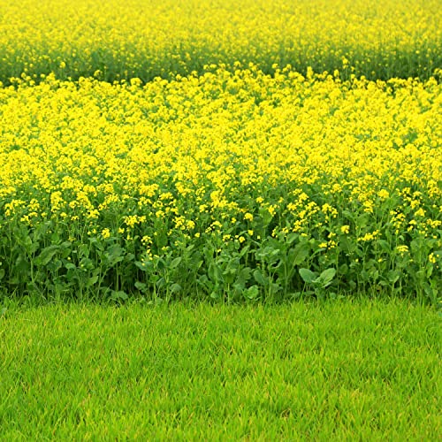 Image of DAS Mustard Oil Cake (Sarso Khali) - 100% Organic Fertilizer & Natural Plant Growth Booster | Cold-Pressed Mustard Cake for Gardening & Farming (0.5kg)