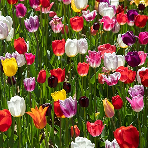 Blumenhandel Ullrich 100 Tulpenzwiebeln Gemischt - Winterhart Blumenzwiebeln