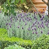 Eden Brothers Lavender Seeds (Spanish) - Bandera Purple