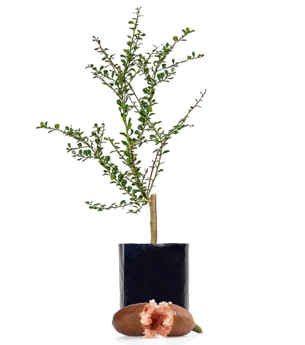 Citrus australasica Tree Caviar Lime or Finger fime in 12cm Pot Approx 20 cm Tall โ image 1
