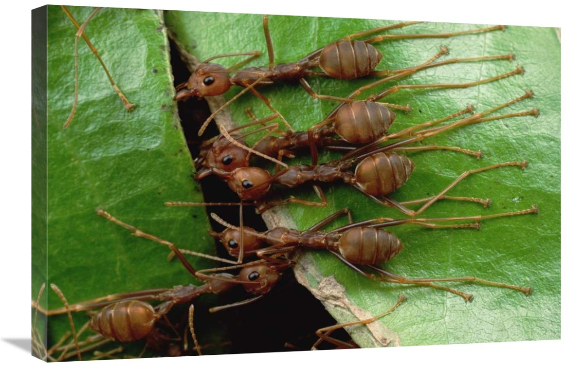Global Gallery Weaver Ants Group Hold Adyacente Hoja y tallo con mandíbulas y dedos de los pies, Malasia, lienzo artístico, 76,2 x 50,8 cm