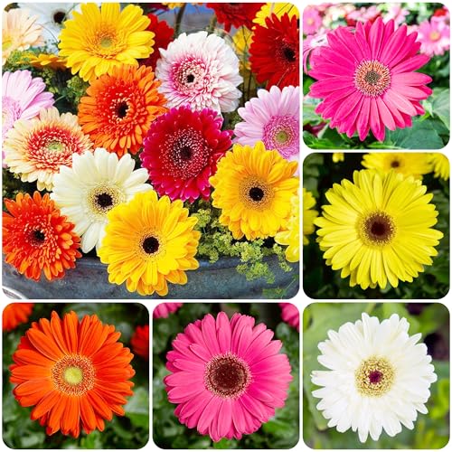 300+Perennial Gerbera Flower Seed Mix for Planting Outdoor