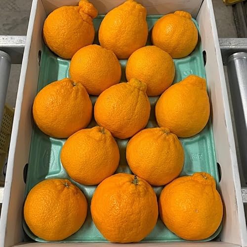 内芝ファーム和歌山県産 不知火 12玉〜20玉