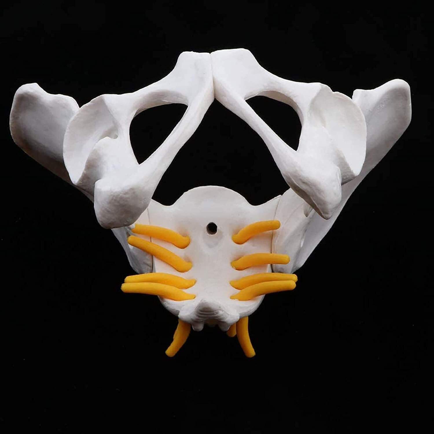 Model narządu Model szkieletu żeńskiej miednicy, anatomiczny medyczny, anatomia do nauki w klasie wyświetlacz nauczania model medyczny model anatomiczny