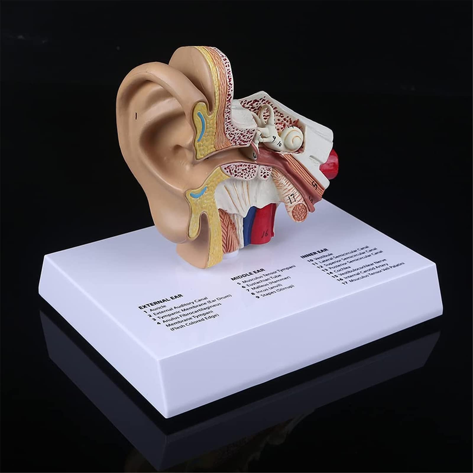 Modello di Orecchio Umano a grandezza Naturale 1,5 Volte, Modello anatomico ingrandito dell'orecchio, Strumento di visualizzazione per Lo Studio anatomico, Materiale didattico scientifico professiona