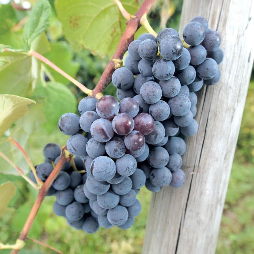 Grape Vine, Grape Plant Live 1-2 Years Old, Sweet Grape Fruit Tree, Very Cold Hardy (Blue Grape)
