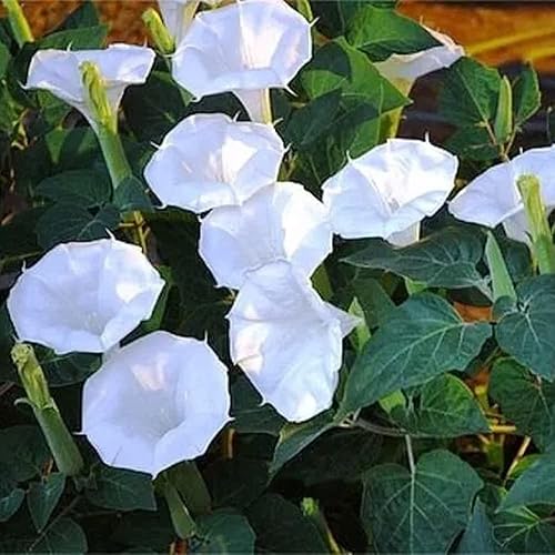 Miniatura 4 de QAUZUY GARDEN 30 semillas gigantes de vid de luna blanca, gloria matutina blanca tropical "Moonflower"  Semillas de flores exóticas tropicales raras
