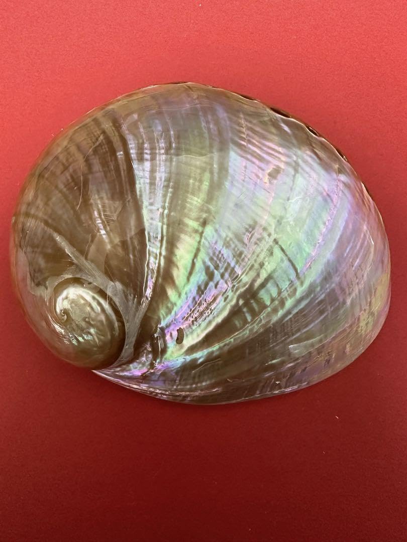 Amazon.co.jp: アワビ貝殻 磨き上げ済み 2個セット : 文房具・オフィス用品