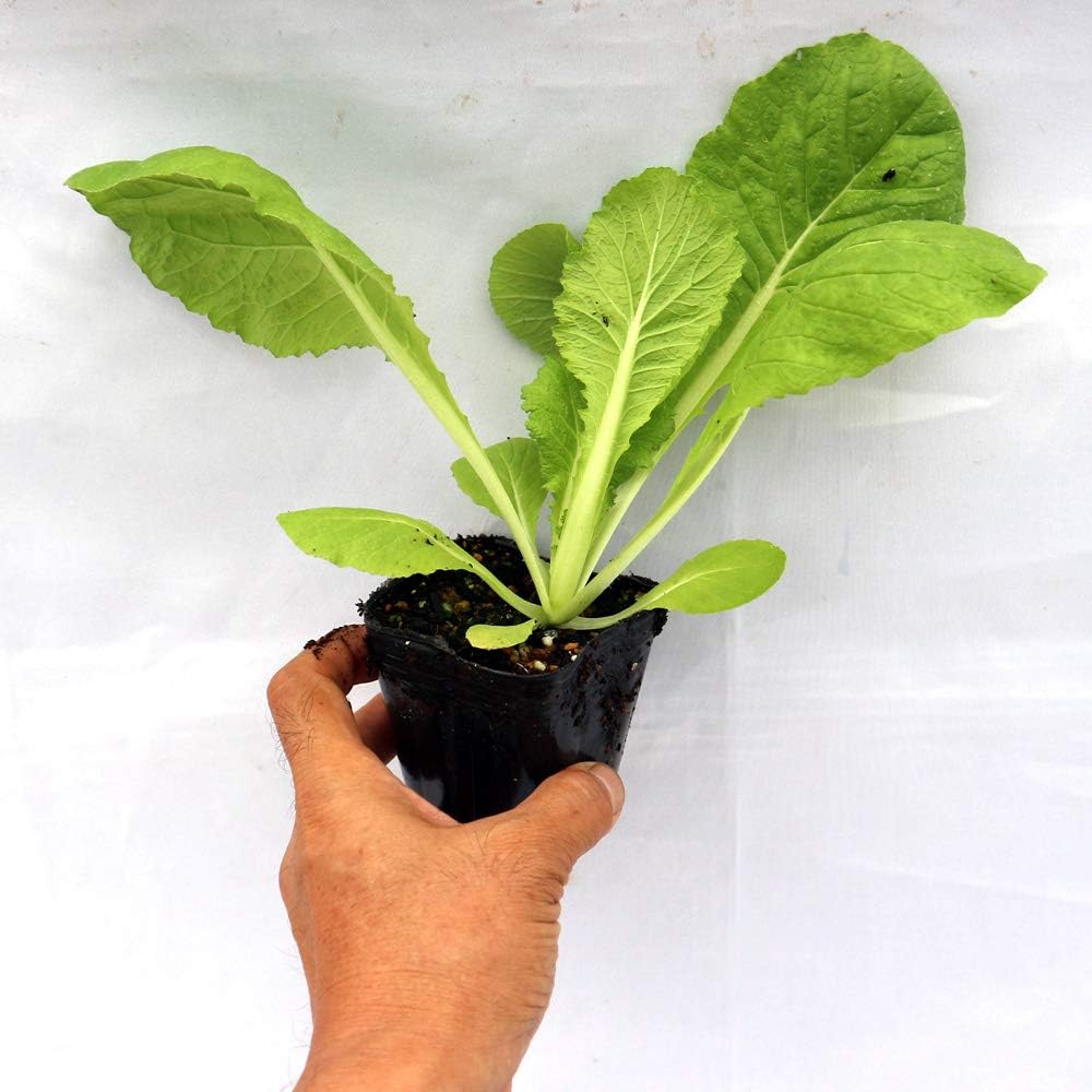 69 Off 美味しい秋どり白菜品種 浅漬け白菜 の苗 黄芯系中早生品種結球葉枚数がとても多く キムチ漬けや浅漬けに好相性な食味の白菜 播種後70日位で収穫期に達する黄芯系の中早生品種です 球は収穫適期で一球2 5 3 0 に良く揃います Gts Com Pe 69 Off 美味しい秋どり白菜品種 浅漬け白菜 の苗 黄芯系中早生品種結球葉枚数がとても多く キムチ漬けや浅漬けに好相性な食味の白菜 播種後70日位で収穫期に達する黄芯系の中早生品種です 球は収穫適期で一球2 5 3 0 に良く揃います Gts Com Pe