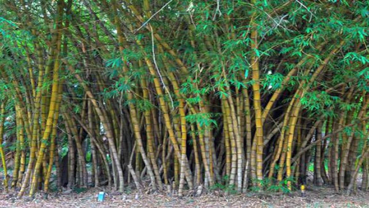 Organic Bamboo Seed 170 Seed (B09HMHCX59) Amazon Price History, Amazon Price Tracker