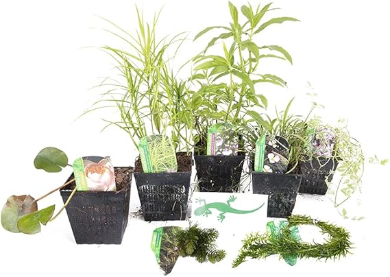 Image Lincolnshire Pond Plants Crested Newt Pack Potted