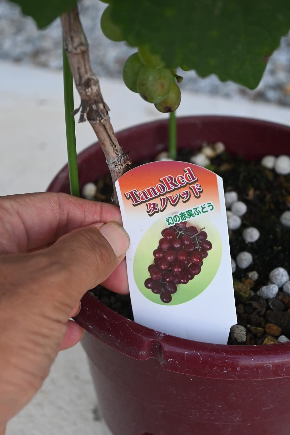 Amazon｜ぶどうタノレッド 葡萄鉢植えブドウ1鉢家庭果樹栽培用