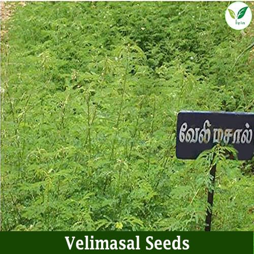 Iagrifarm H. lucerne/Velimasal Grass Fodder Seed -1 KG - Multicut for Fodder Cultivation - Image 4 thumbnail