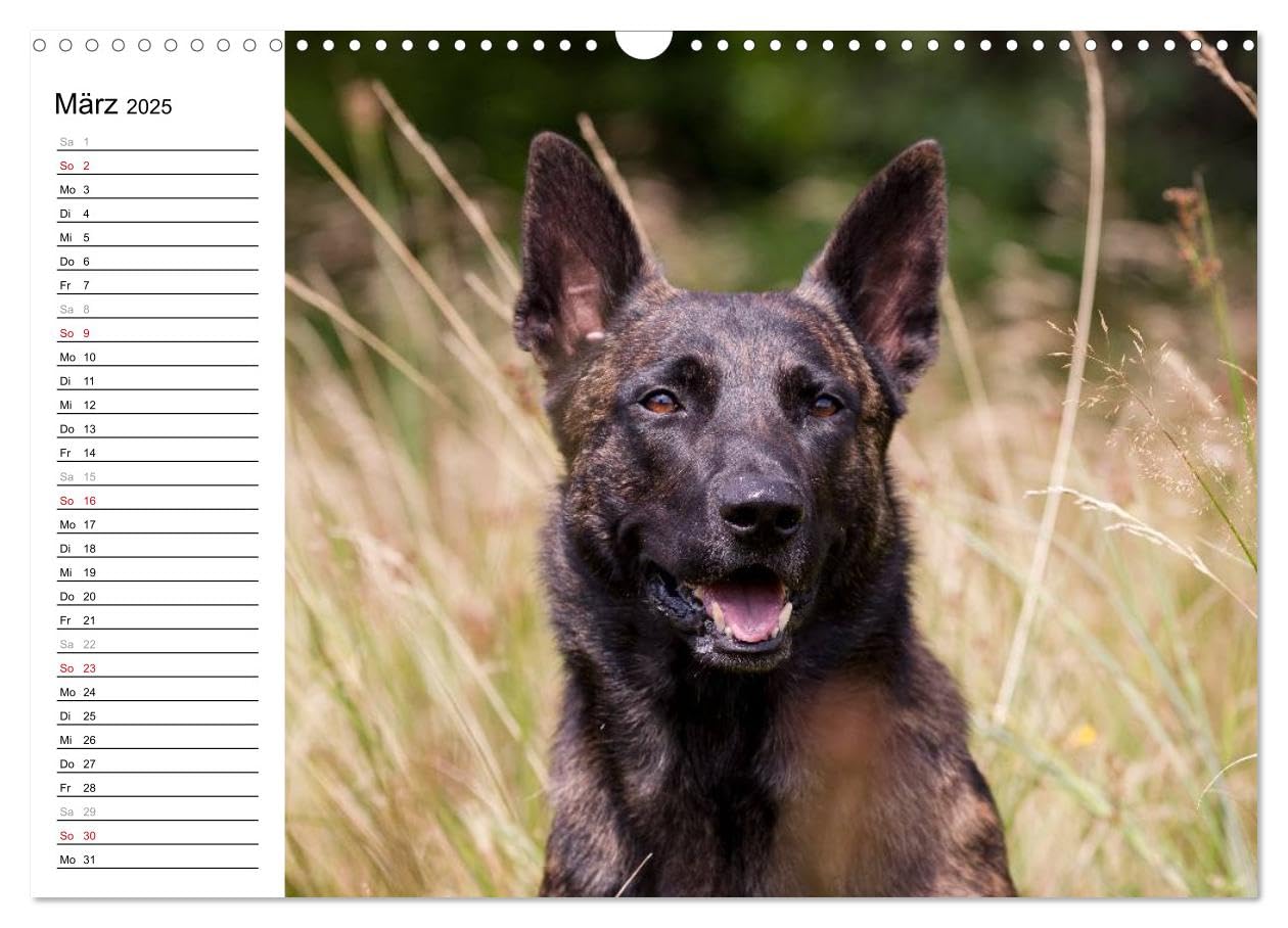 ausdrucksvolle Holländische Schäferhunde (Wandkalender 2025 DIN A3 quer), CALVENDO Monatskalender: Beieindruckend und ausdrucksstark - Holländische Schäferhunde (CALVENDO Tiere)