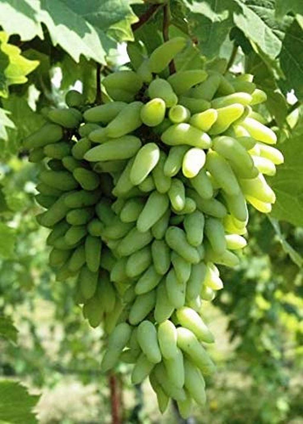 Creative Farmer Live Green Long Grape/Angoor Sweet Fruit Plant (PLANT-10-GRAPE#A40ll@) (B08P5RX9GT) Amazon Price History, Amazon Price Tracker