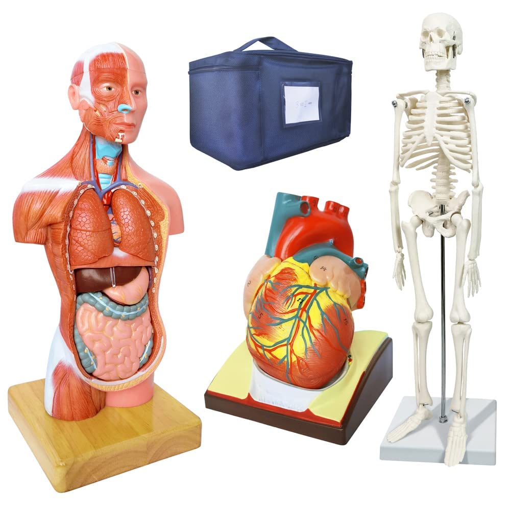 Juego De 3 Modelos Anatómicos, Cuerpo + Esqueleto + Corazón