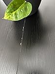 Review Image by Amazon Customer