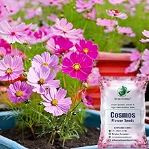SRI SAI FORESTRY Cosmos Flower Seeds – Multi-Color Ornamental Mix for Apartments & Gardens – 100 Seeds Pack