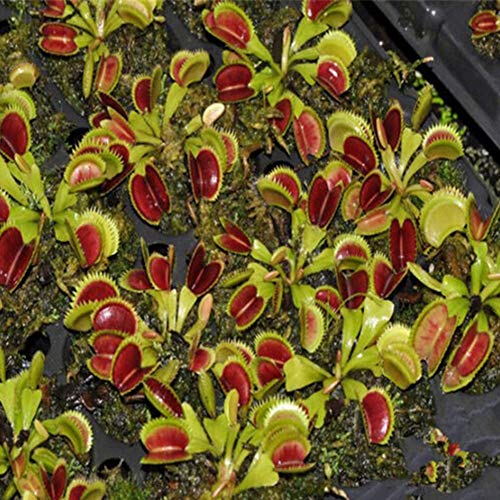 40Pcs Dionaea Muscipula Seeds Venus Flytrap Carnivorous Plant Table Bonsai Decor Dionaea Muscipula Seeds