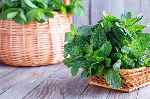 Seedsup - 1000+ Peppermint (Mentha X Piperita) Mint Medicinal - Herb Green #TOP3