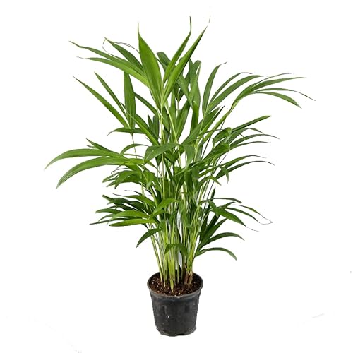 Palmera Areca Mediana | Altura ± 50cm | Maceta 14cm de Diámetro | Dypsis Lutescens | Planta Interior Natural