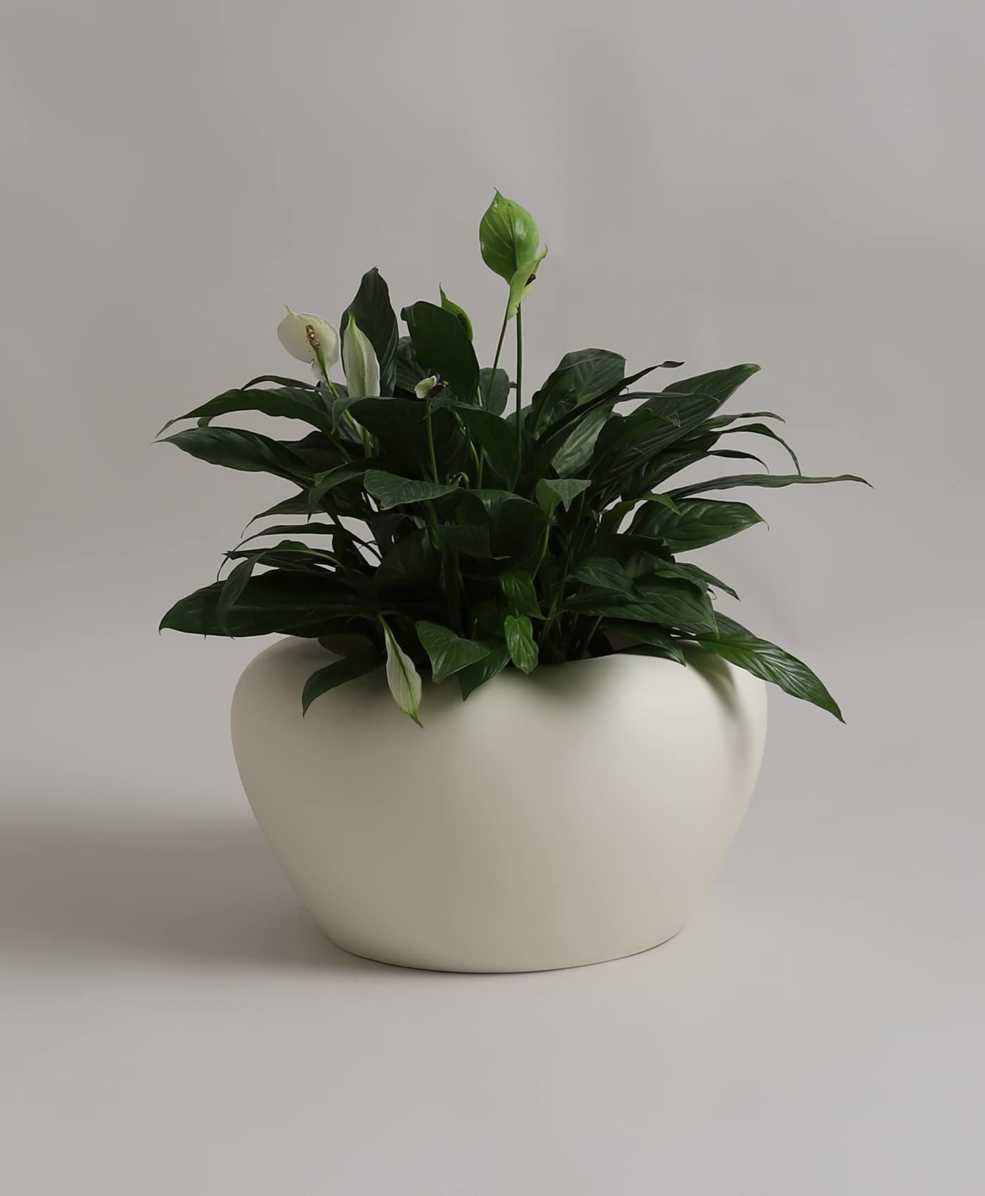 See full amazon price history chart for YUCCABE ITALIA Apple Round Planter, White, 10 in YUCCABE ITALIA Apple Round Planter, White, 10 in (B07B9XPSV3) Amazon Price History, Amazon Price Tracker