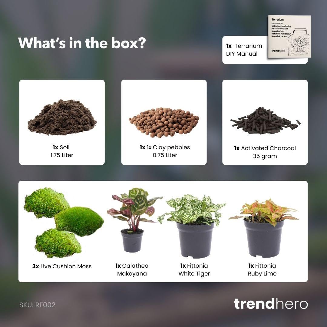 Terrarium Starterset mit Calathea, DIY Flaschengarten, Bunt, Set L/XL