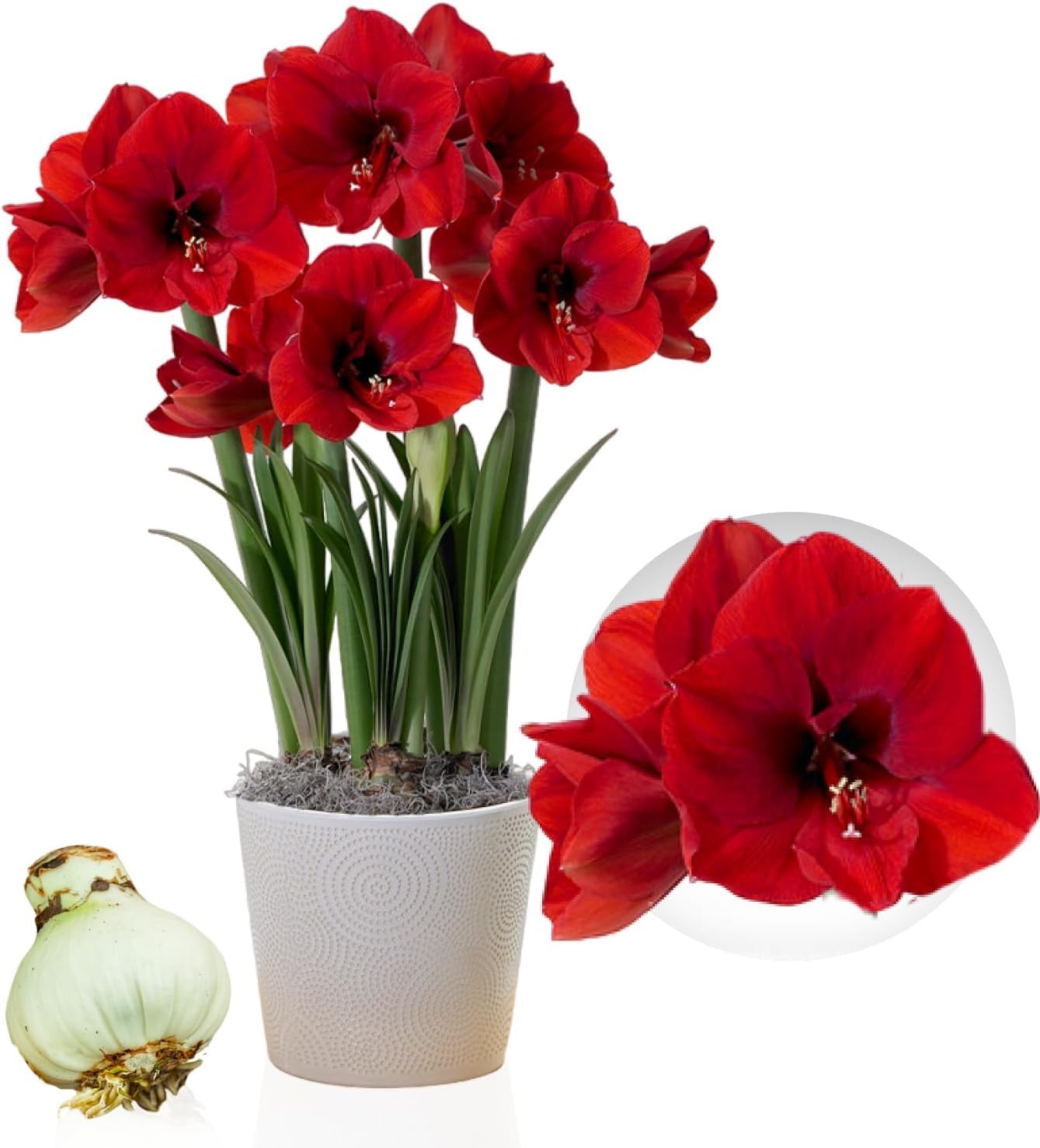 Amaryllis Bulbe Red Lion - Bulbes à fleurs grand format 26/30 - Hippeastrum de Hollande