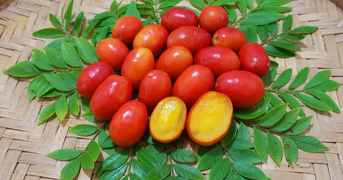 See full amazon price history chart for Dejestqoo Red Hog Plum Plant/Amra Outdoor Fruit&Fruits Tree Dejestqoo Red Hog Plum Plant/Amra Outdoor Fruit&Fruits Tree (B0BHF8DR5B) Amazon Price History, Amazon Price Tracker