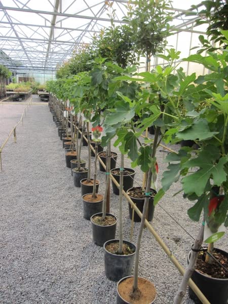 Italienische Feige Verdino - Ficus carica - Fico - Hochstamm 90