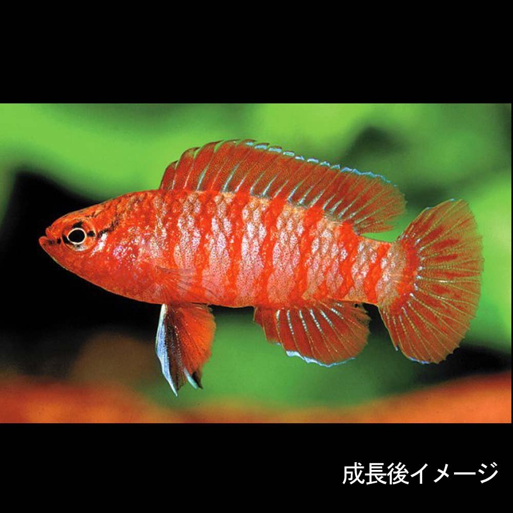 Amazon | (熱帯魚)スカーレットジェム （約1.5cm）＜4匹＞[生体