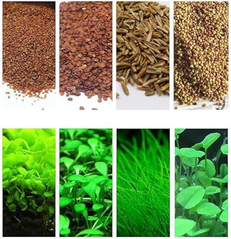 4 Bags Aquarium Plant S.e.e.ds, not Artificial Plastic Plant, Fish Tank Live Grass for All Substrate